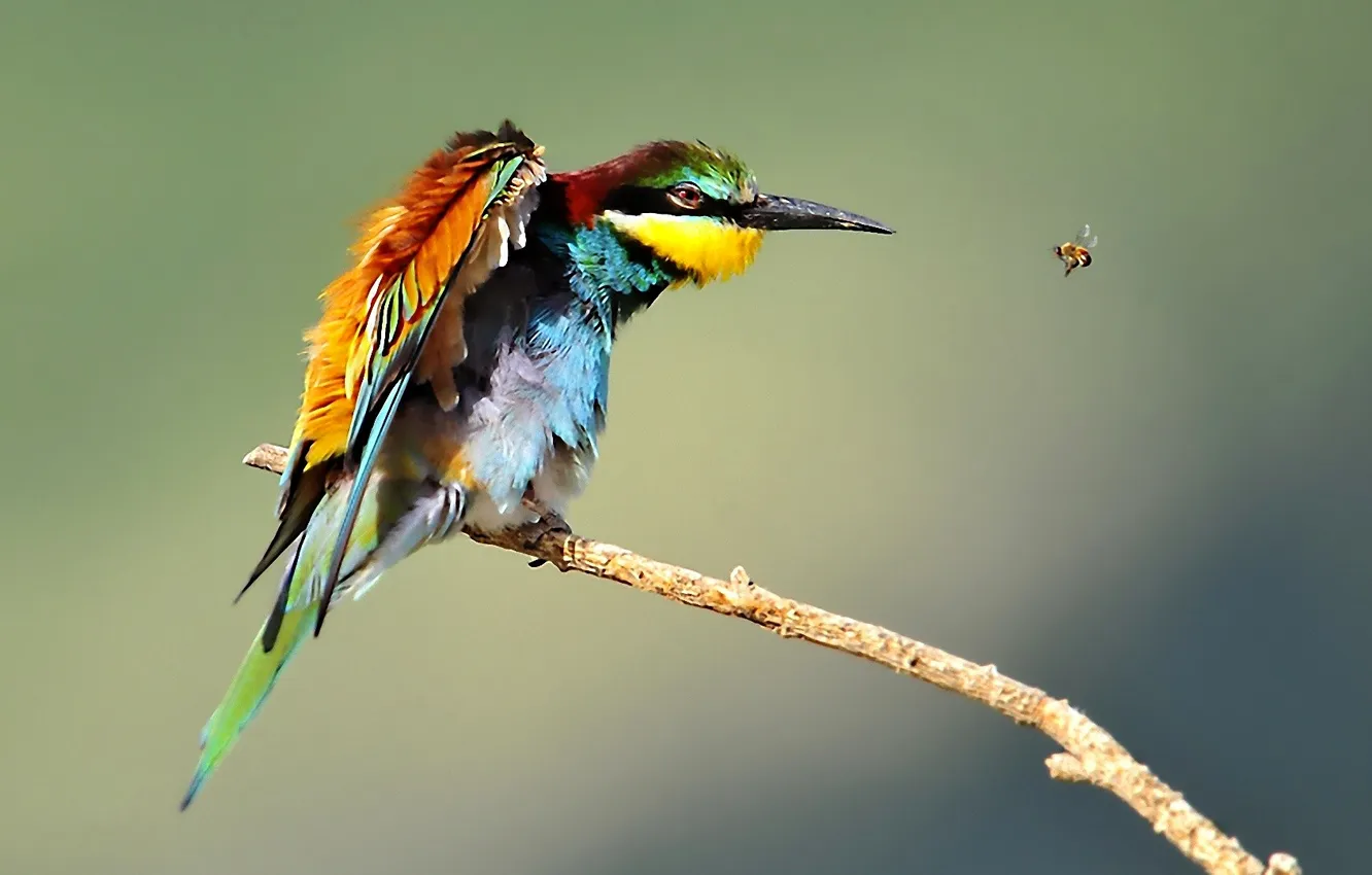 Photo wallpaper nature, fly, bird, color, beak, hunting