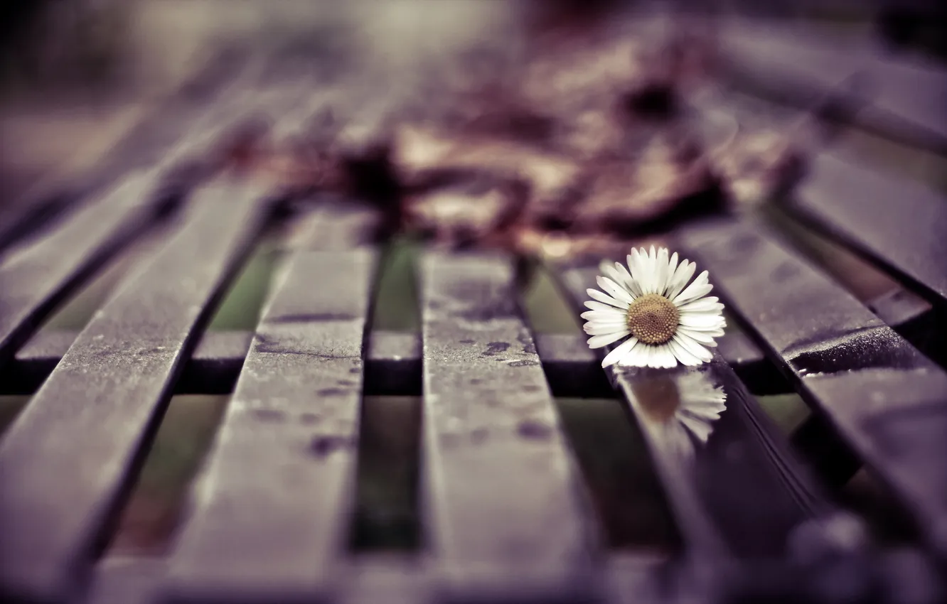 Photo wallpaper macro, chamomile, bench