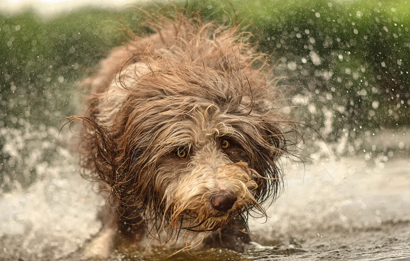 Photo wallpaper water, squirt, dog