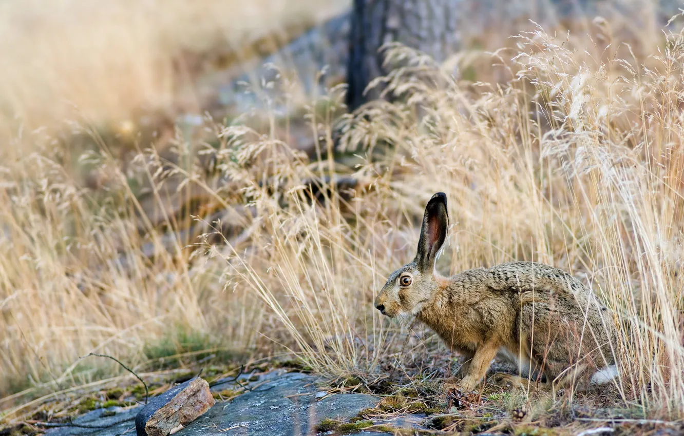 Photo wallpaper summer, grass, nature, hare