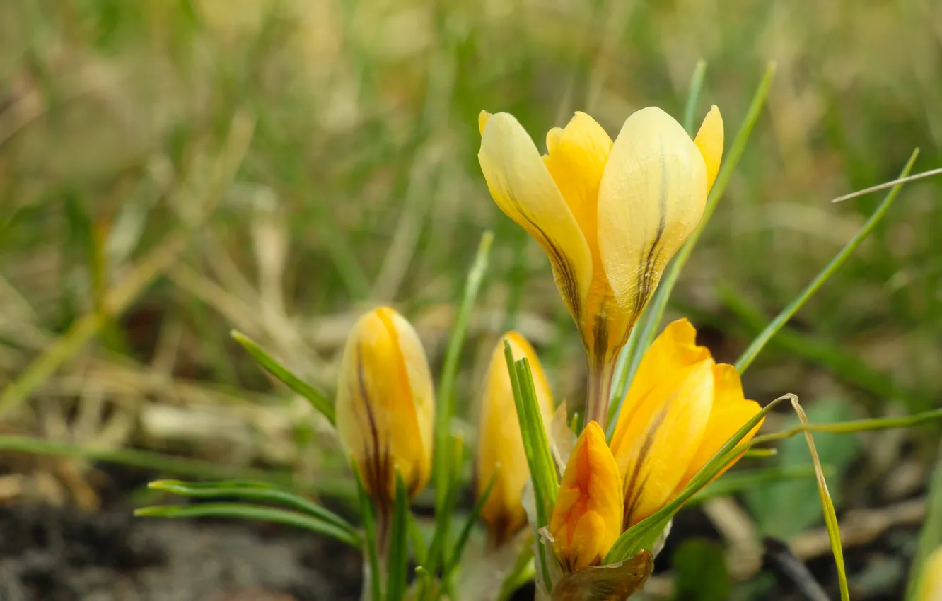 Photo wallpaper flower, yellow, spring, Crocus