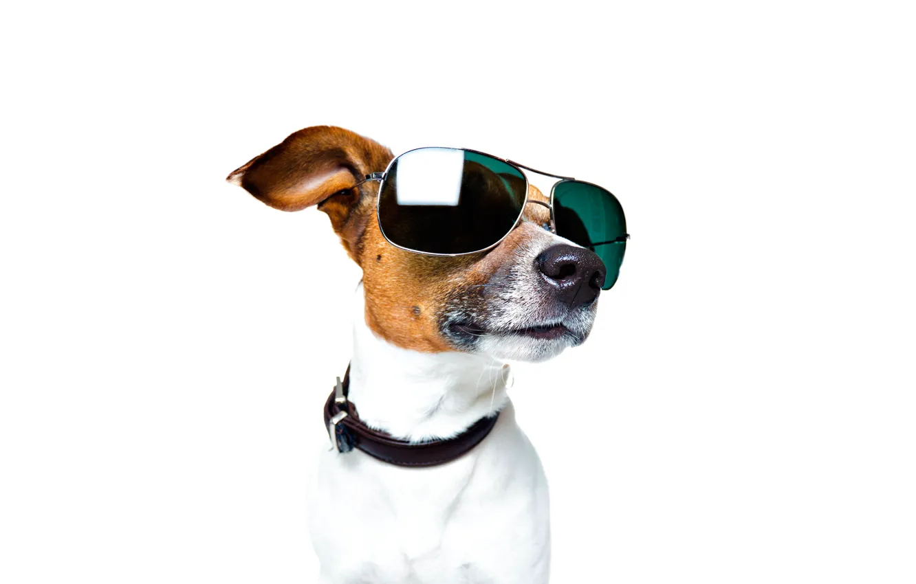 Photo wallpaper face, portrait, glasses, white background, collar, Jack Russell Terrier