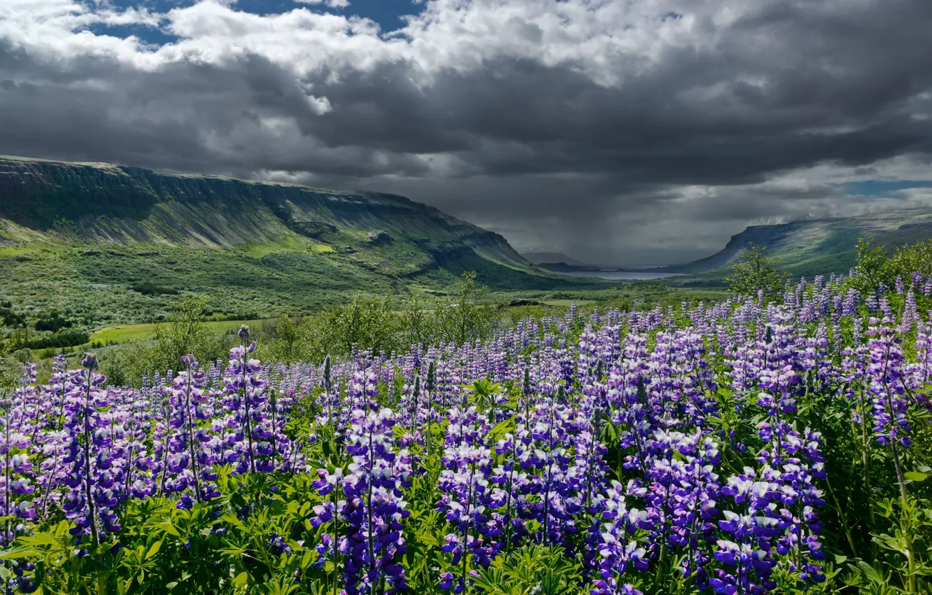 Photo wallpaper summer, the sky, clouds, flowers, mountains, clouds, valley, Iceland