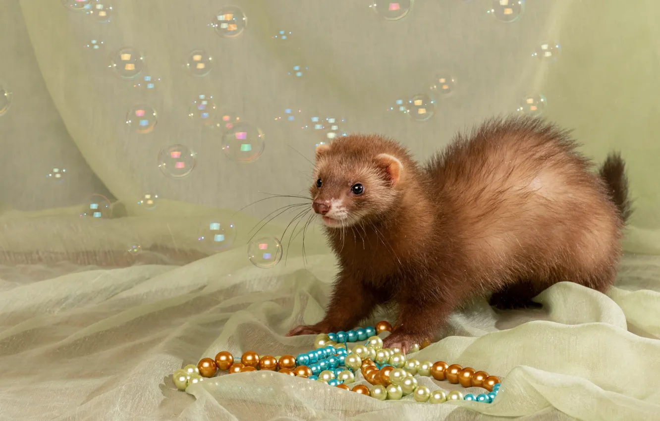 Photo wallpaper look, bubbles, fabric, beads, face, ferret, composition, home