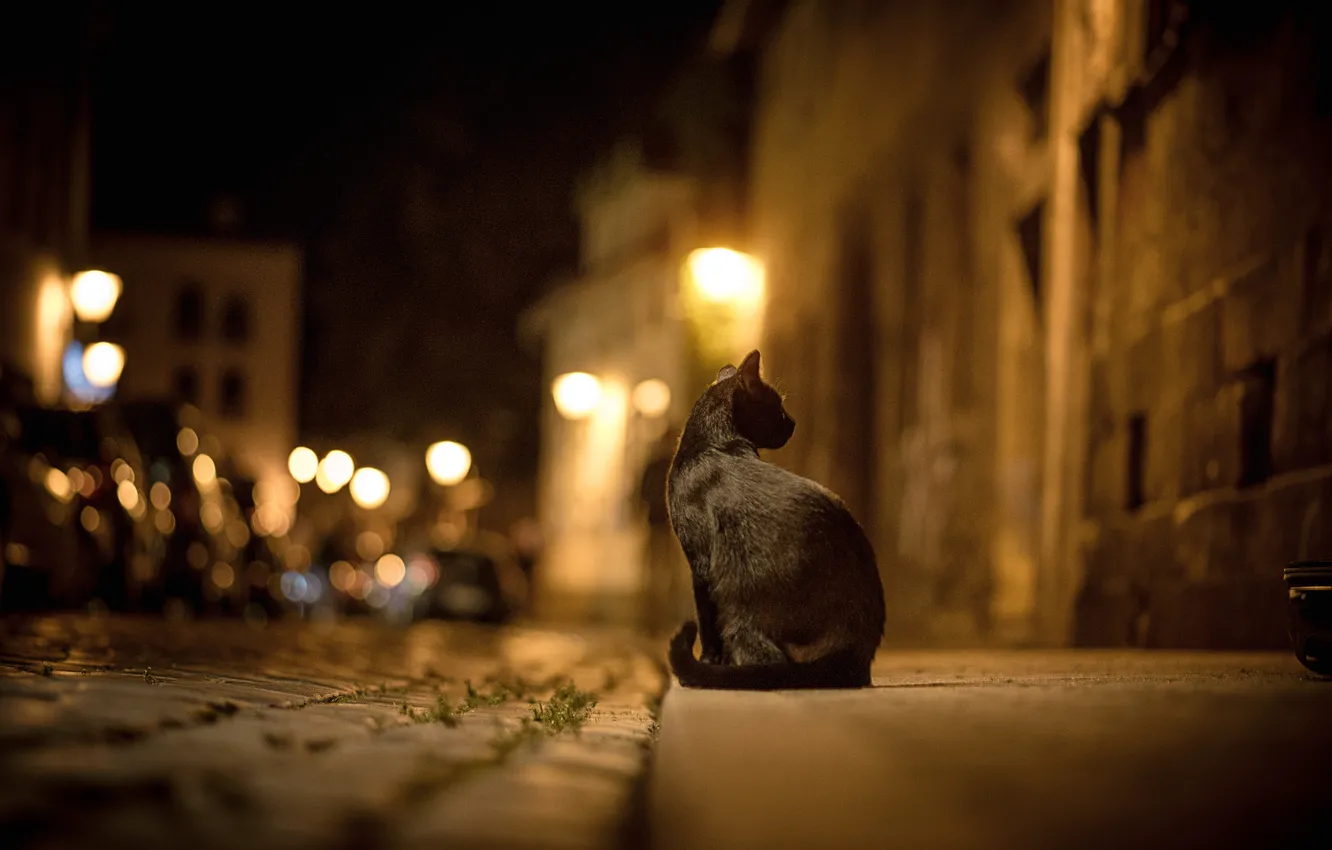 Photo wallpaper road, cat, cat, night, the city, lights, street, pavers