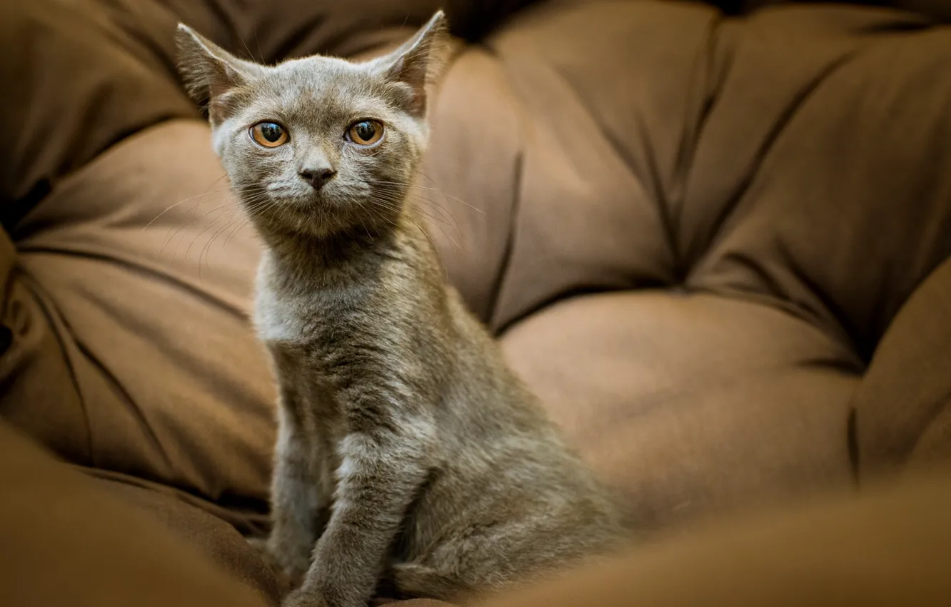 Photo wallpaper cat, look, kitty, grey, portrait