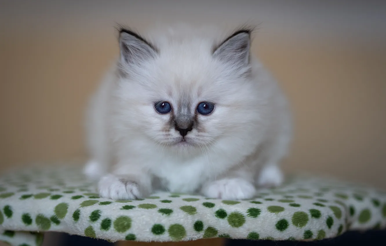 Photo wallpaper cat, look, pose, kitty, baby, muzzle, stand, ragdoll