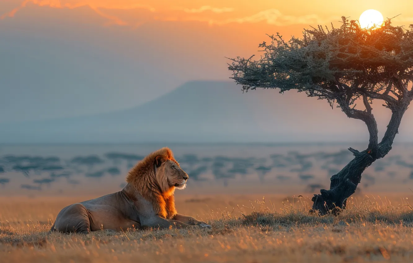 Photo wallpaper trees, dawn, predator, Leo, Savannah, big cat, digital art, AI art