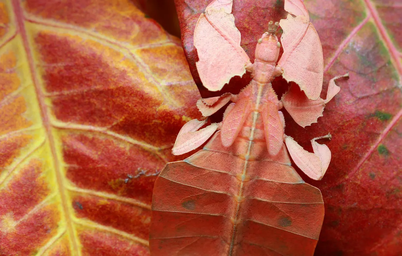 Photo wallpaper Indonesia, insect, listowel