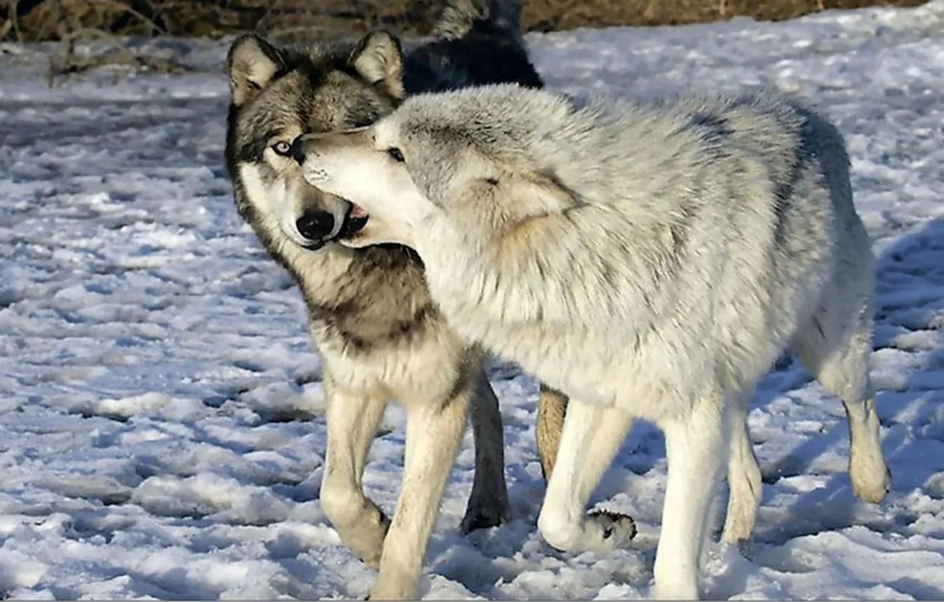 Photo wallpaper Predator, nature, snow, face, animal, wolf, canis lupus, wildlife