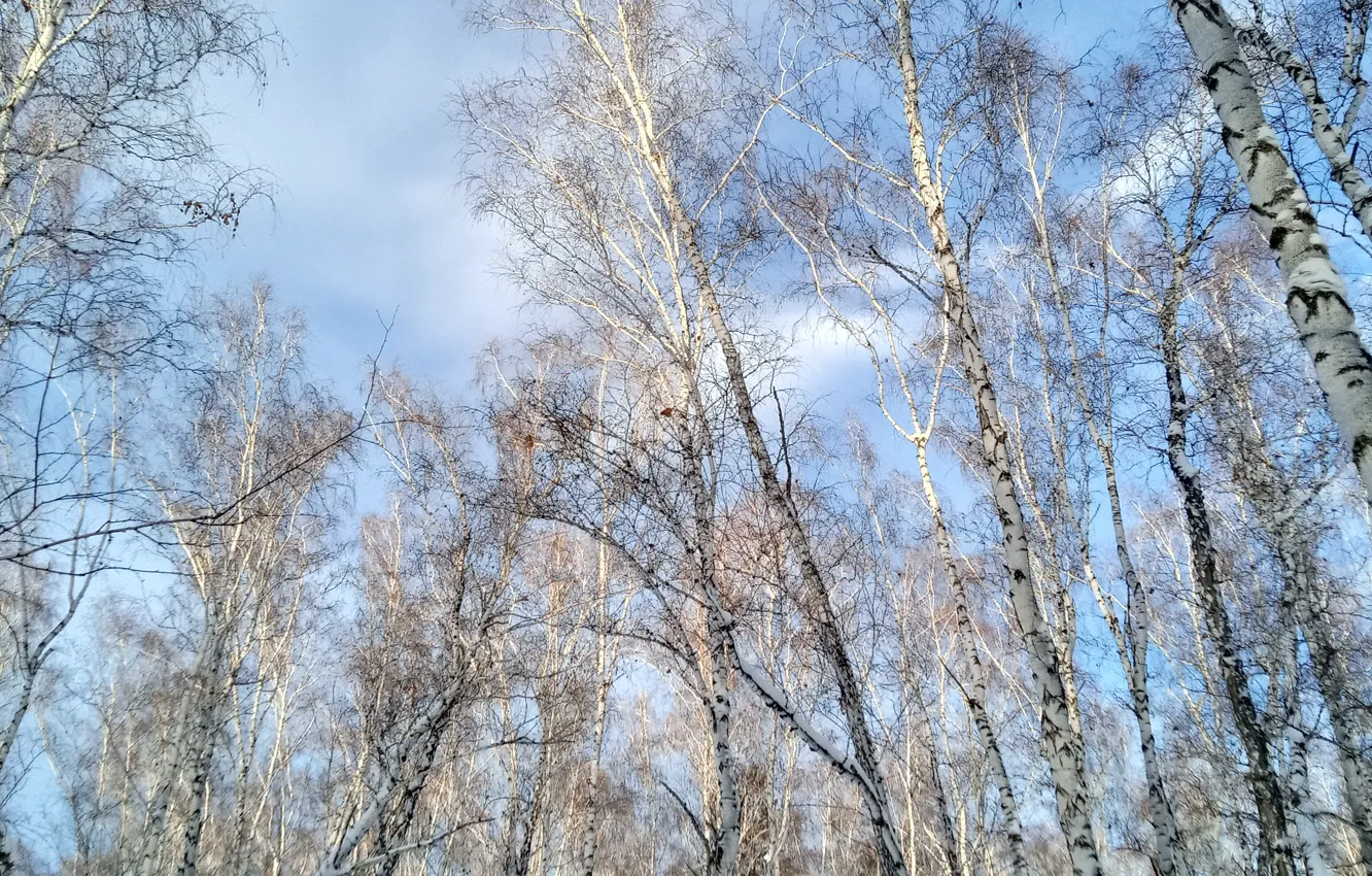 Photo wallpaper the sky, clouds, trees, blue, height, day, birch, winter sky