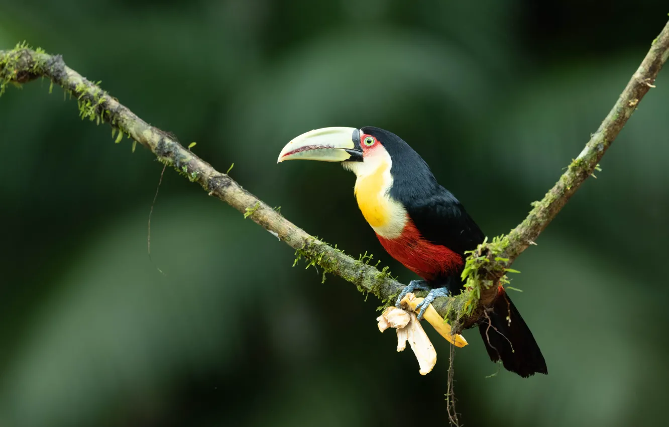 Photo wallpaper branches, background, bird, bananas, Toucan