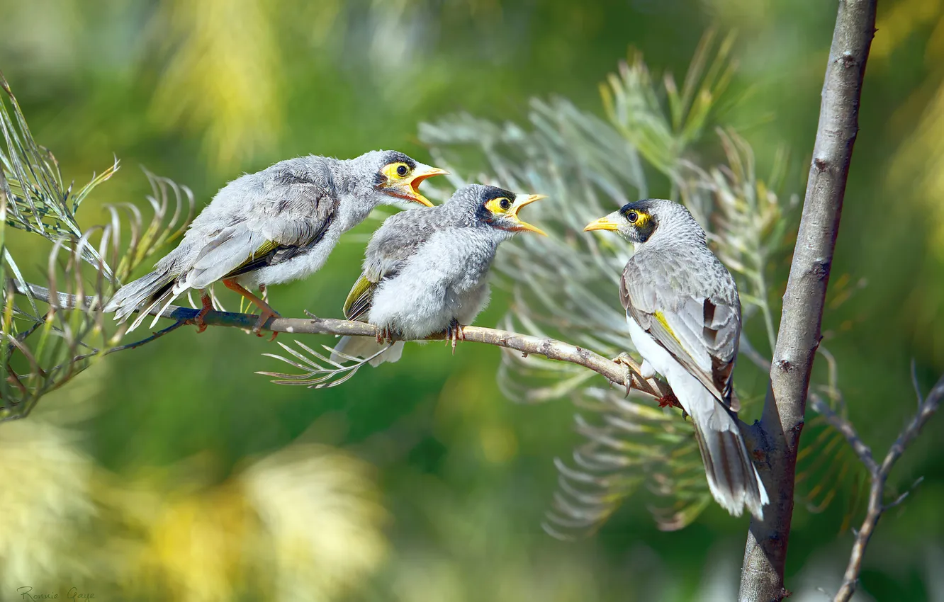 Photo wallpaper branches, bird, trio