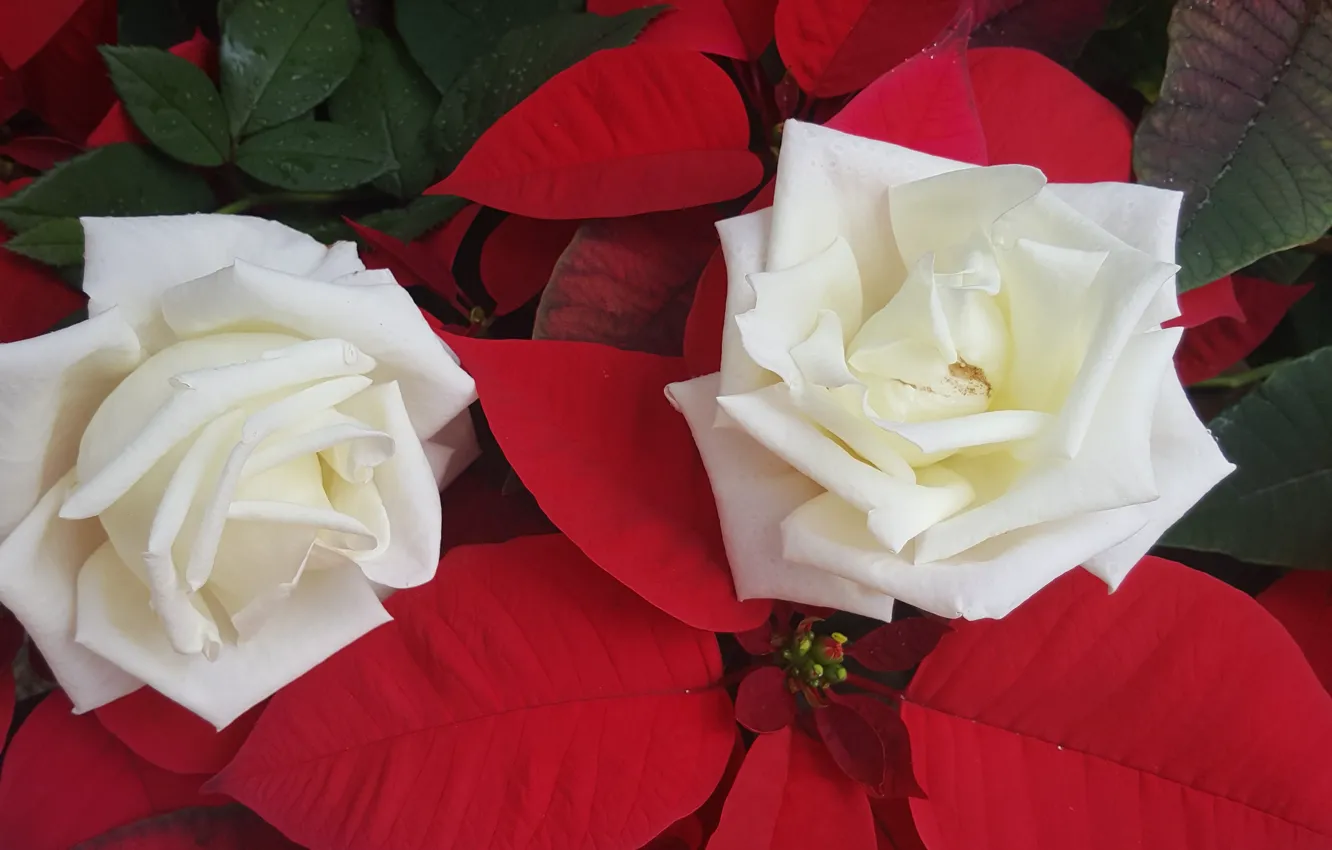 Photo wallpaper roses, Duo, white roses, poinsettia