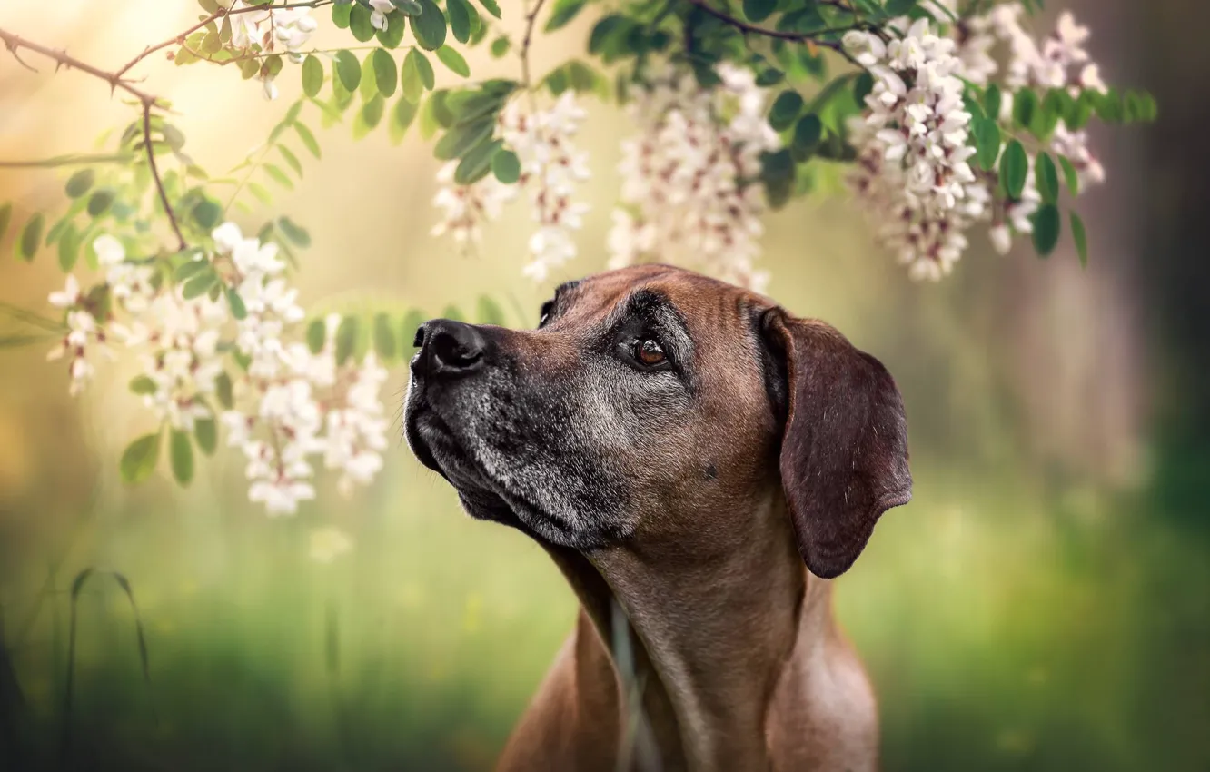 Photo wallpaper face, flowers, branches, portrait, dog, bokeh, acacia, Rhodesian Ridgeback