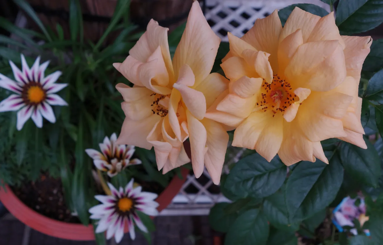 Photo wallpaper leaves, flowers, orange, roses, pot, floral