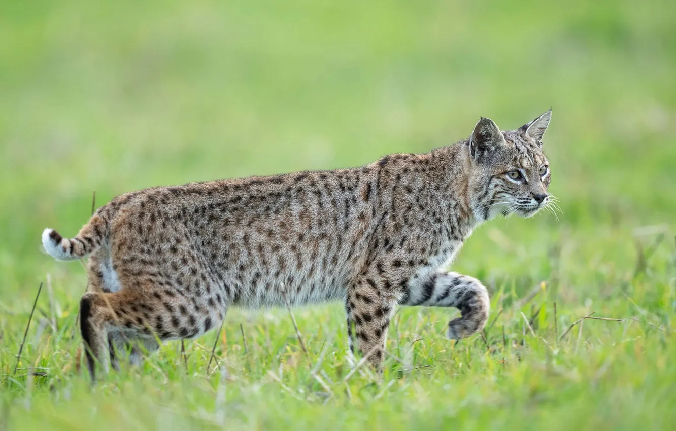 Photo wallpaper field, grass, look, glade, walk, lynx, face, green background