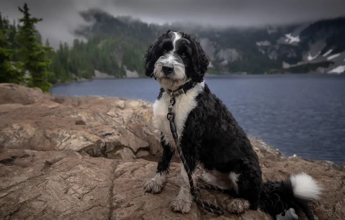 Photo wallpaper shore, dog, pond