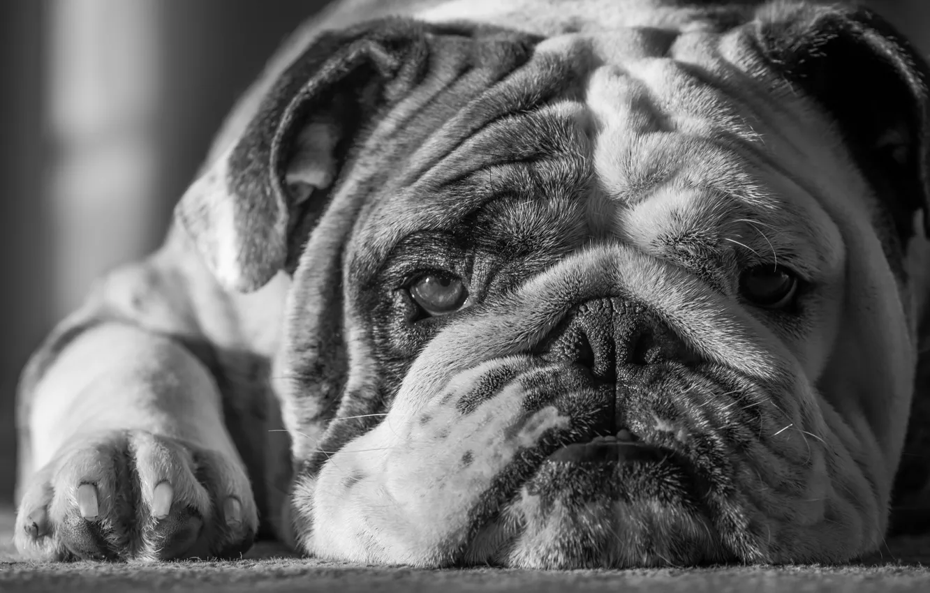 Photo wallpaper each, dog, bulldog, dog, friend, Bulldog, Mike Melnotte