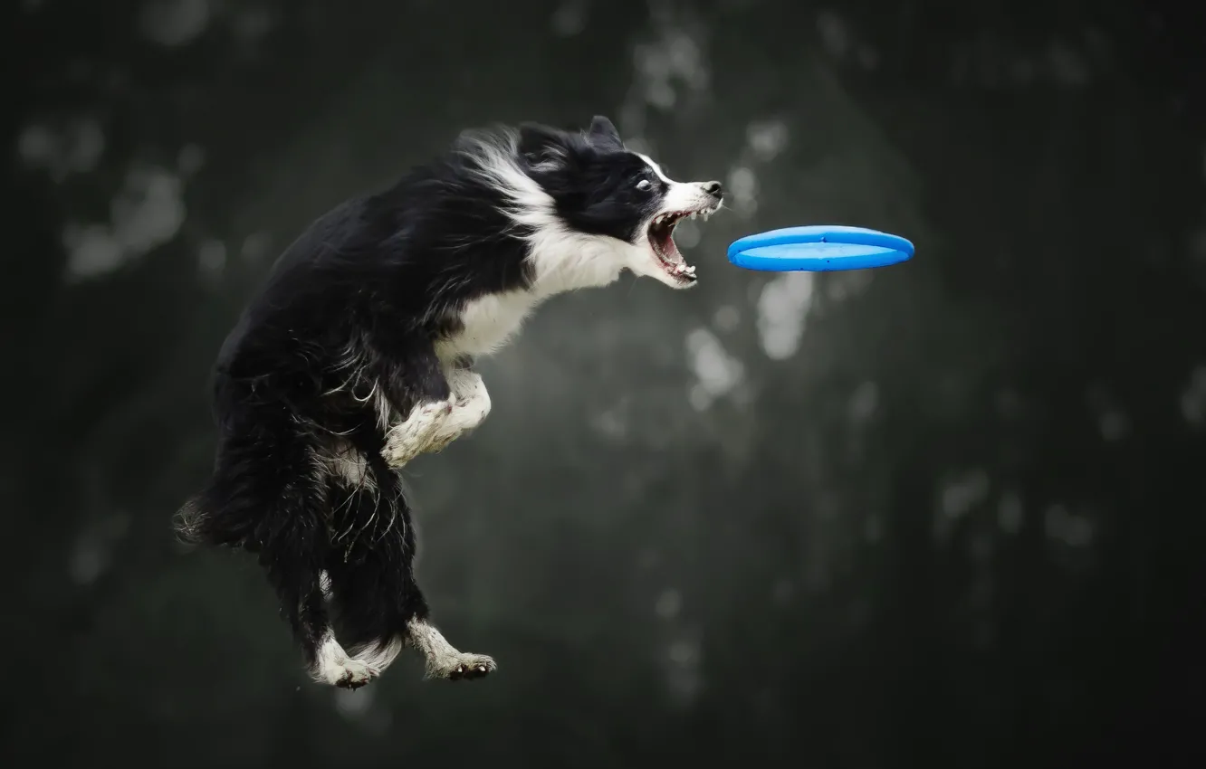 Photo wallpaper jump, the game, dog