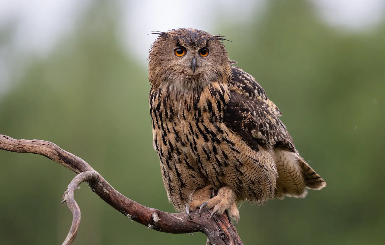 Photo wallpaper look, branches, background, owl, bird, wet, bokeh, owl