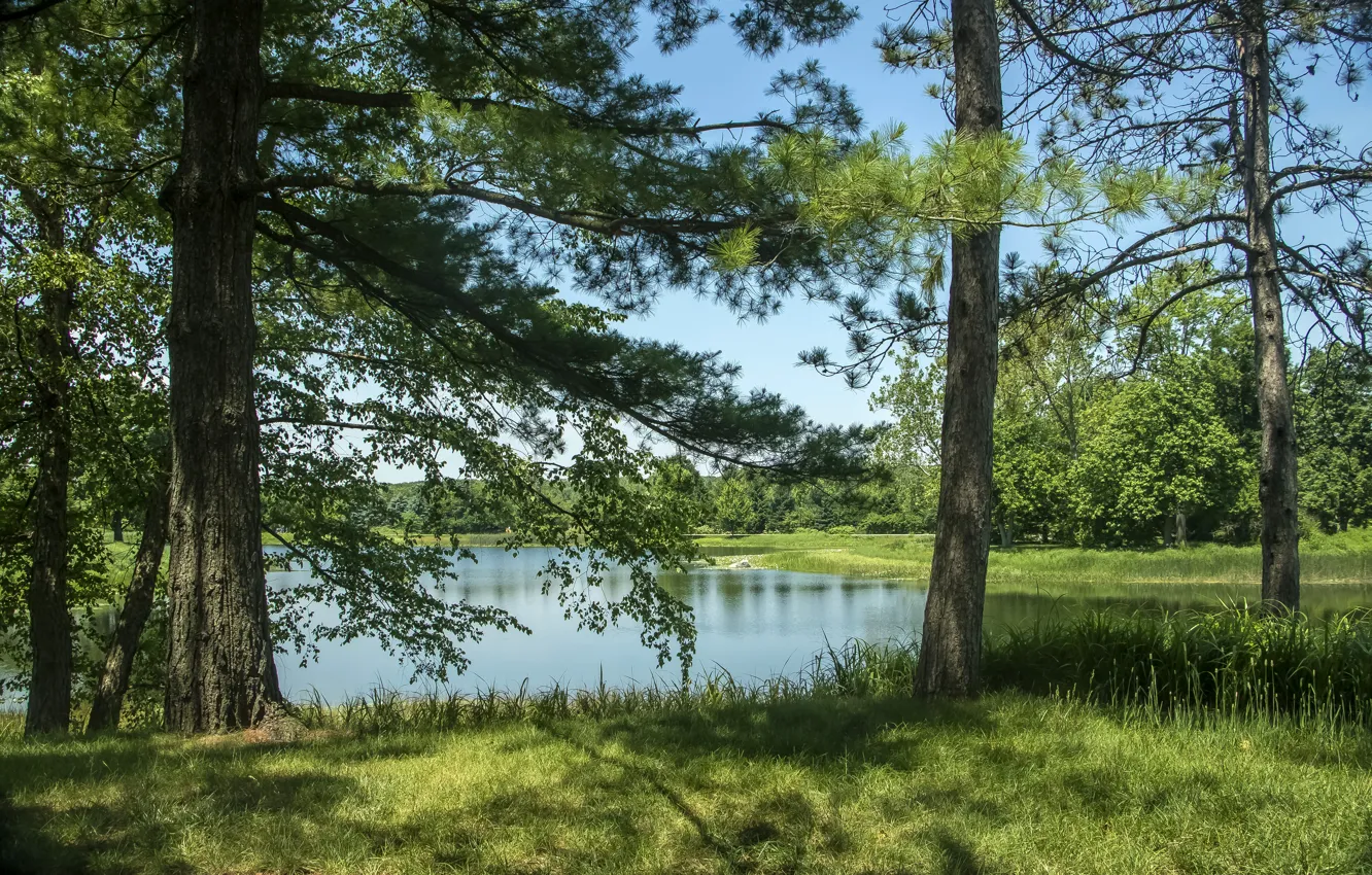 Photo wallpaper summer, grass, trees, lake, USA, Northern Illinois, Morton Arboretum