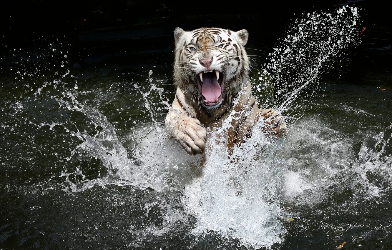 Photo wallpaper language, white, look, face, water, squirt, tiger, the dark background