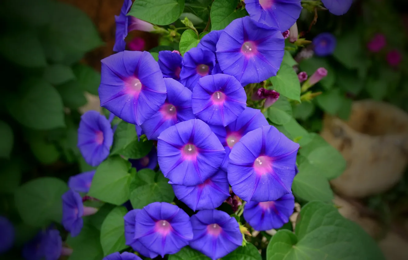 Photo wallpaper flowers, purple, bindweed