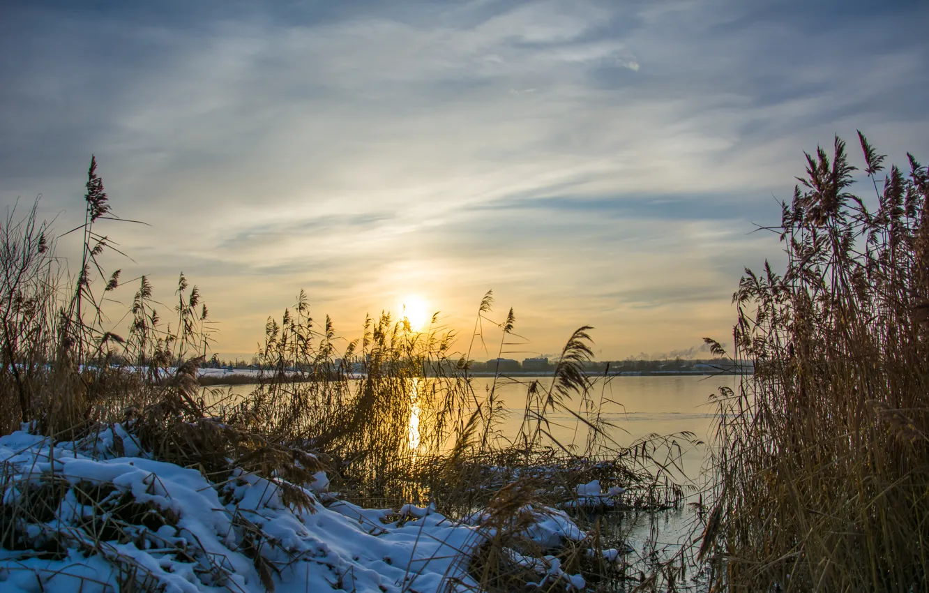 Photo wallpaper the sky, reed, winter., winter dawn