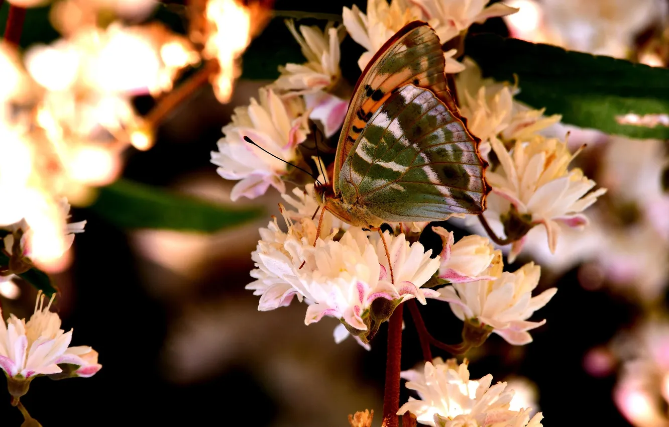 Photo wallpaper macro, butterfly, wings, beautiful, flowers, closeup, butterfly on a flower