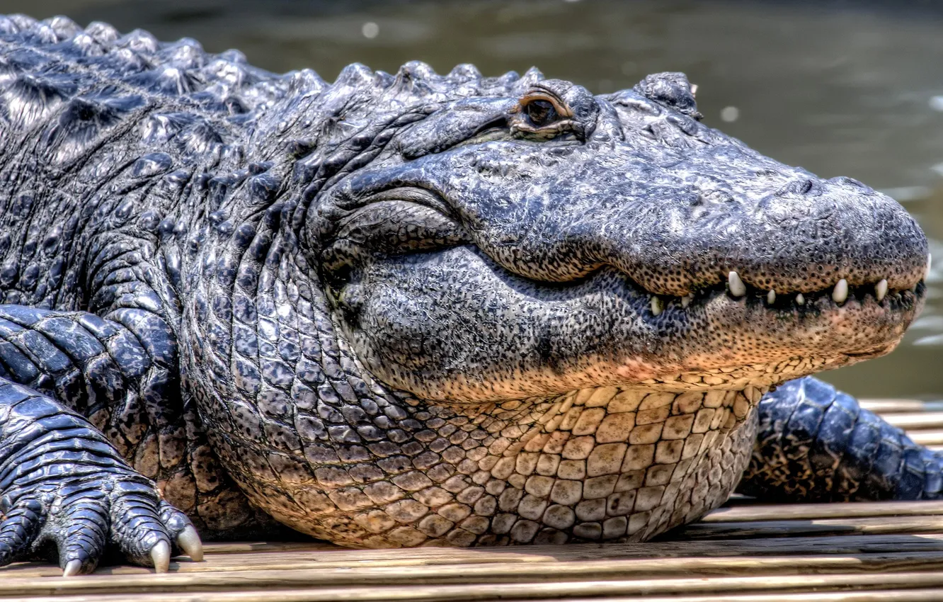 Photo wallpaper teeth, crocodile, reptile
