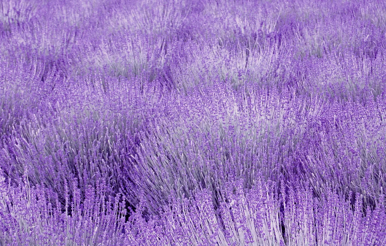 Photo wallpaper field, lavender, lilac