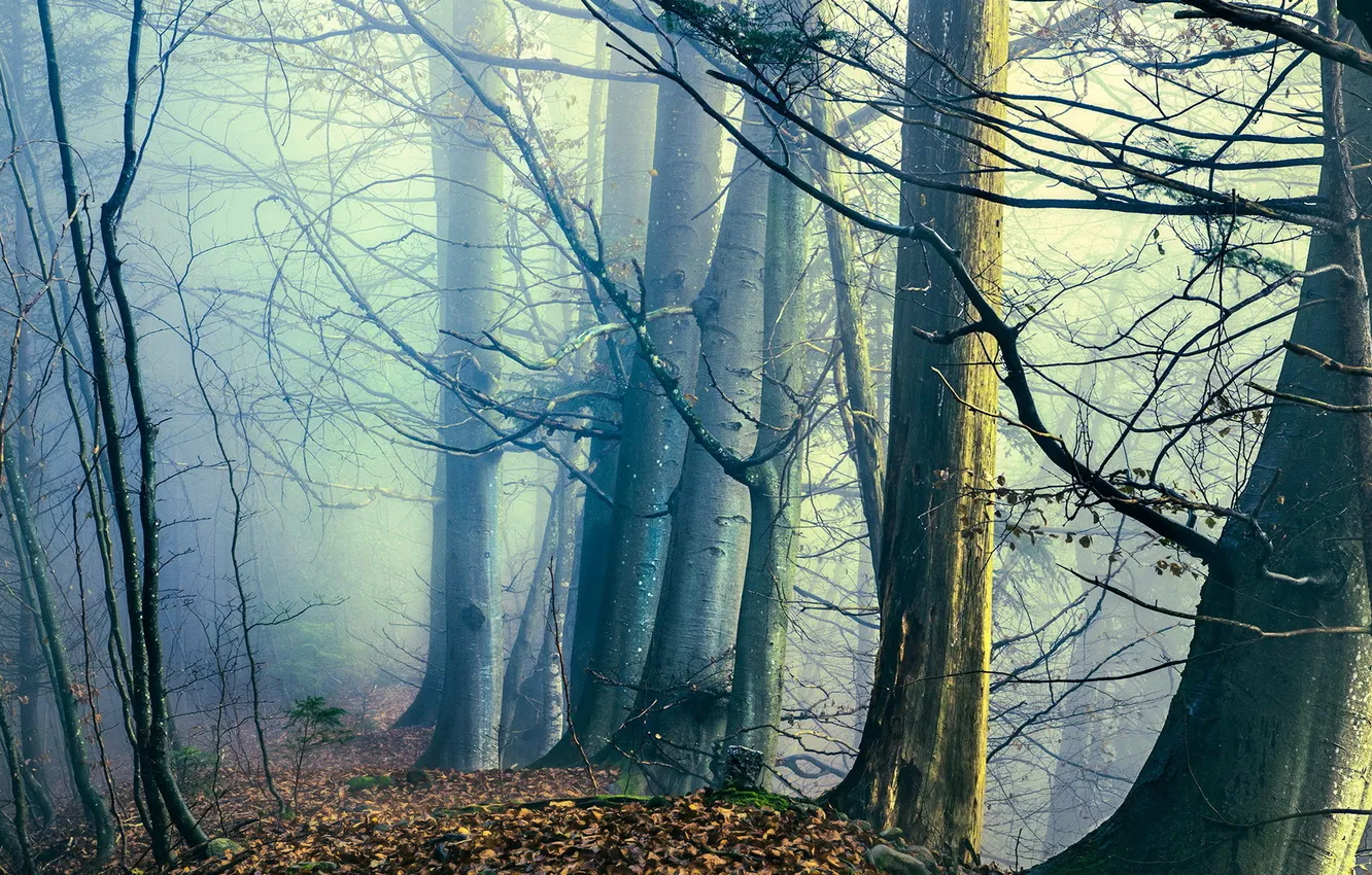 Photo wallpaper forest, landscape, fog