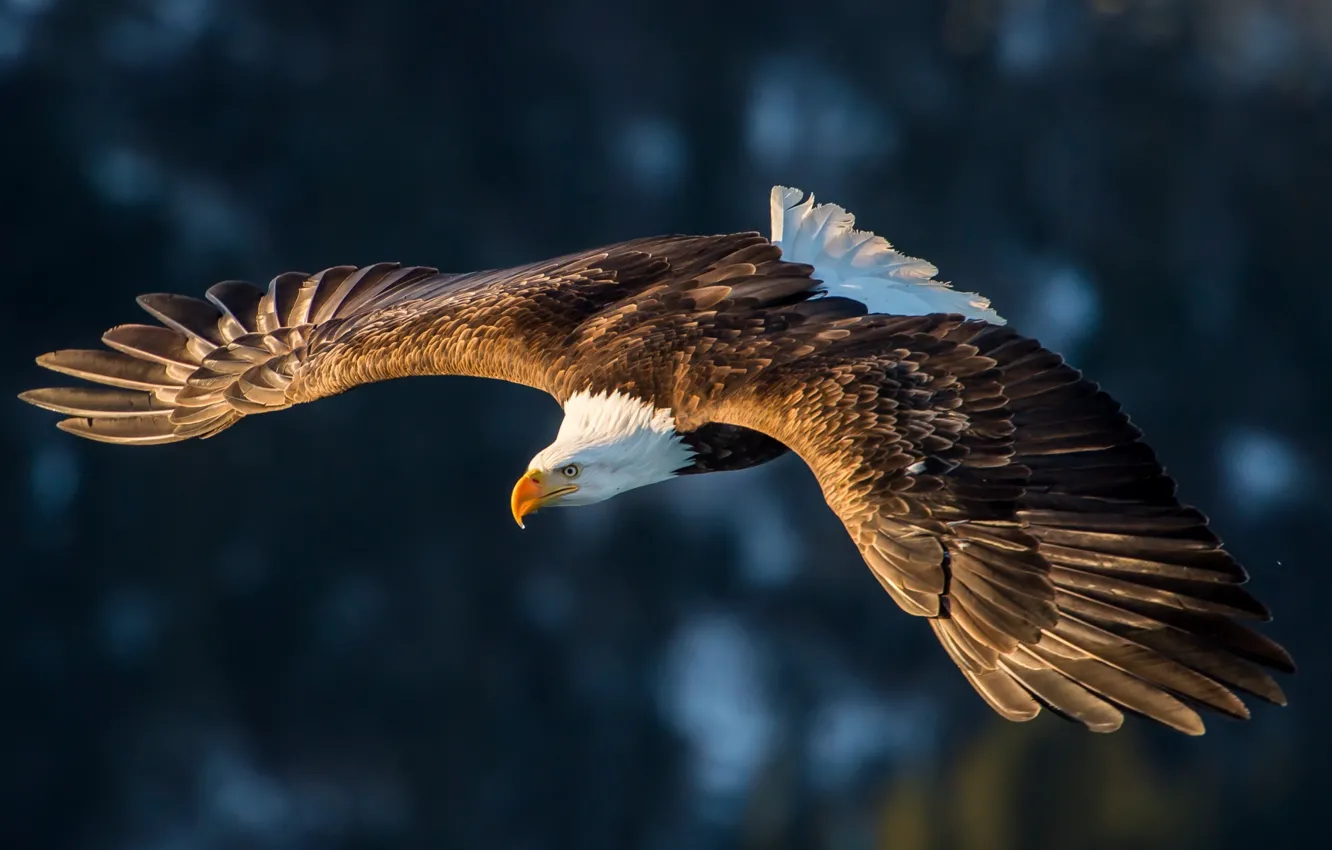 Photo wallpaper flight, feathers, eagle, magestuosity