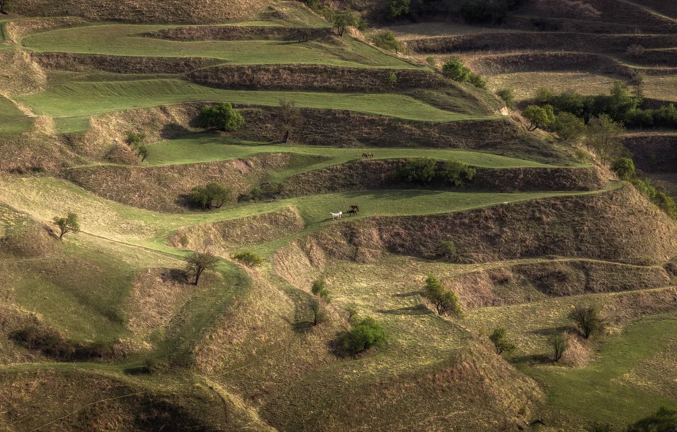 Photo wallpaper grass, horses, hillside, cliffs