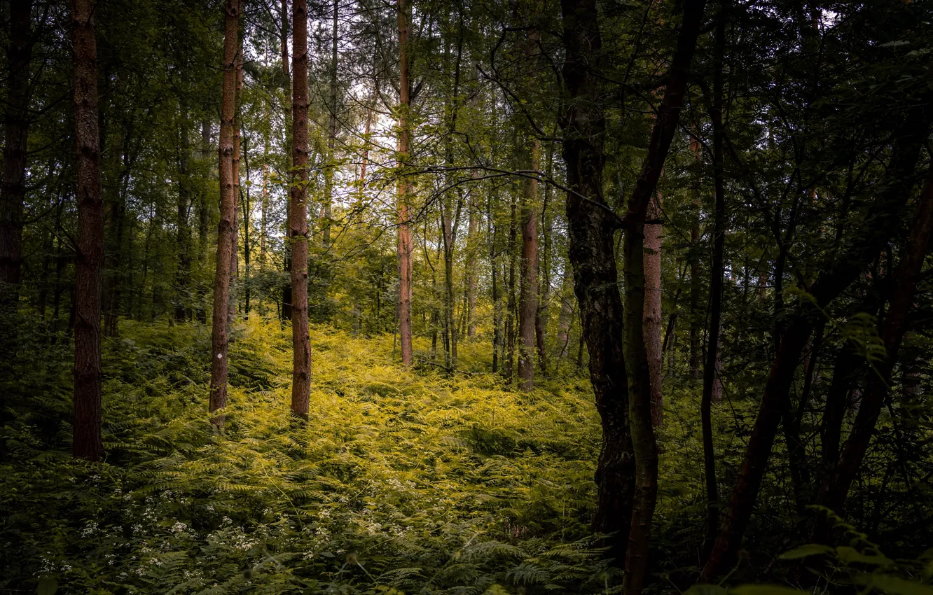 Photo wallpaper greens, forest, trees, branches, thickets, foliage, fern, the bushes
