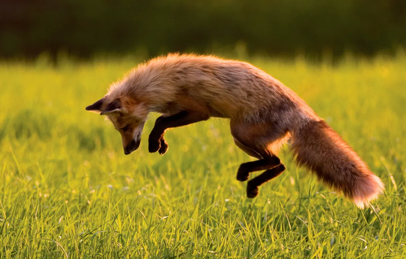 Photo wallpaper jump, Fox, hunting, Fox