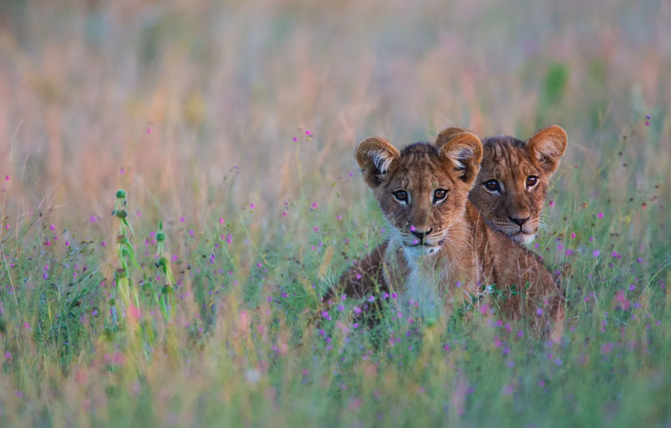 Photo wallpaper cat, grass, Leo, Africa, lion, Botswana, the Kalahari desert