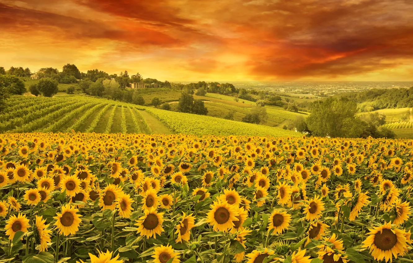 Photo wallpaper field, the sky, sunflowers, landscape, nature
