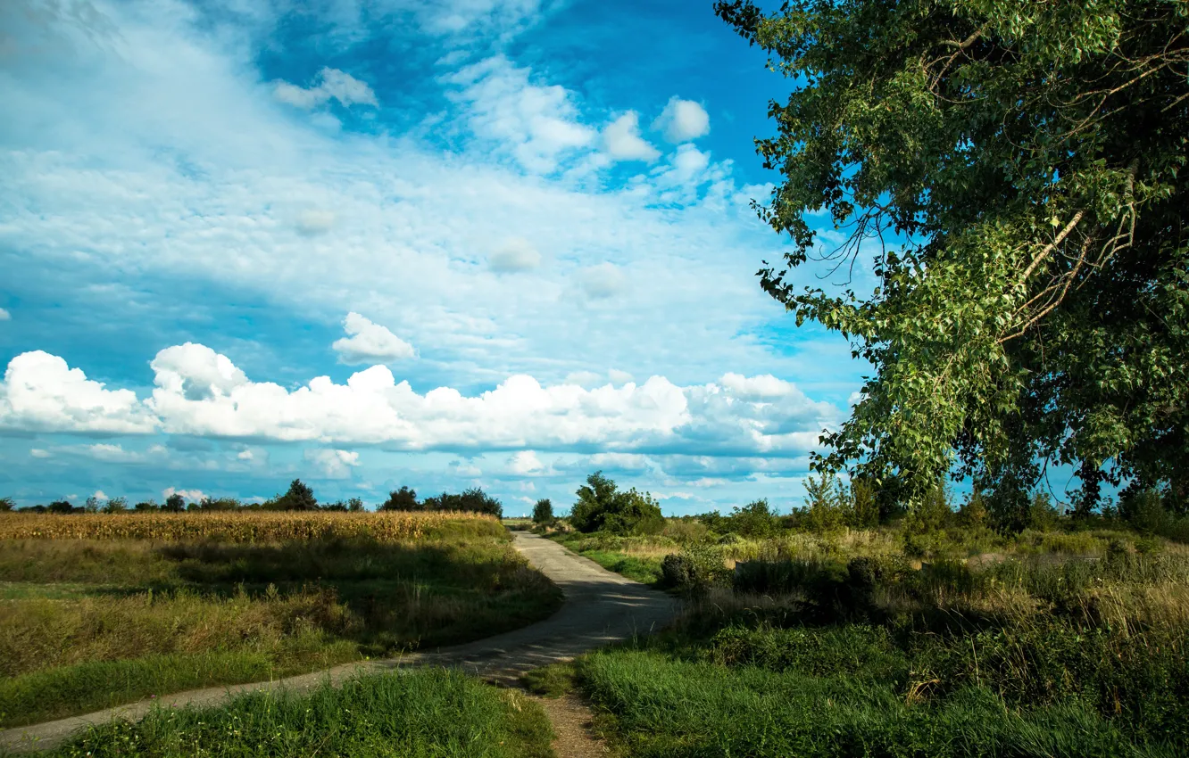 Photo wallpaper road, greens, field, summer, the sky, grass, clouds, light