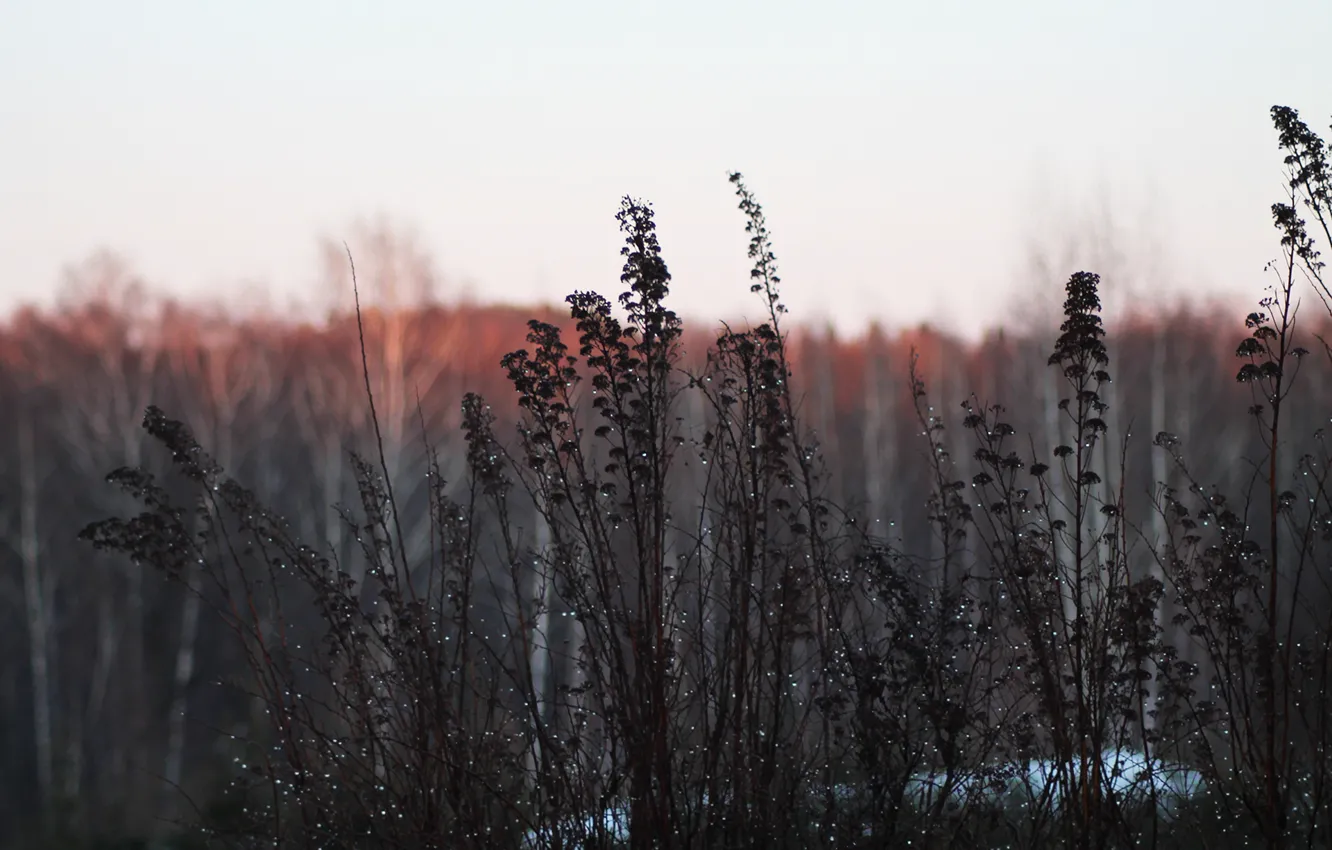 Photo wallpaper sunset, Rosa, plants, the bushes