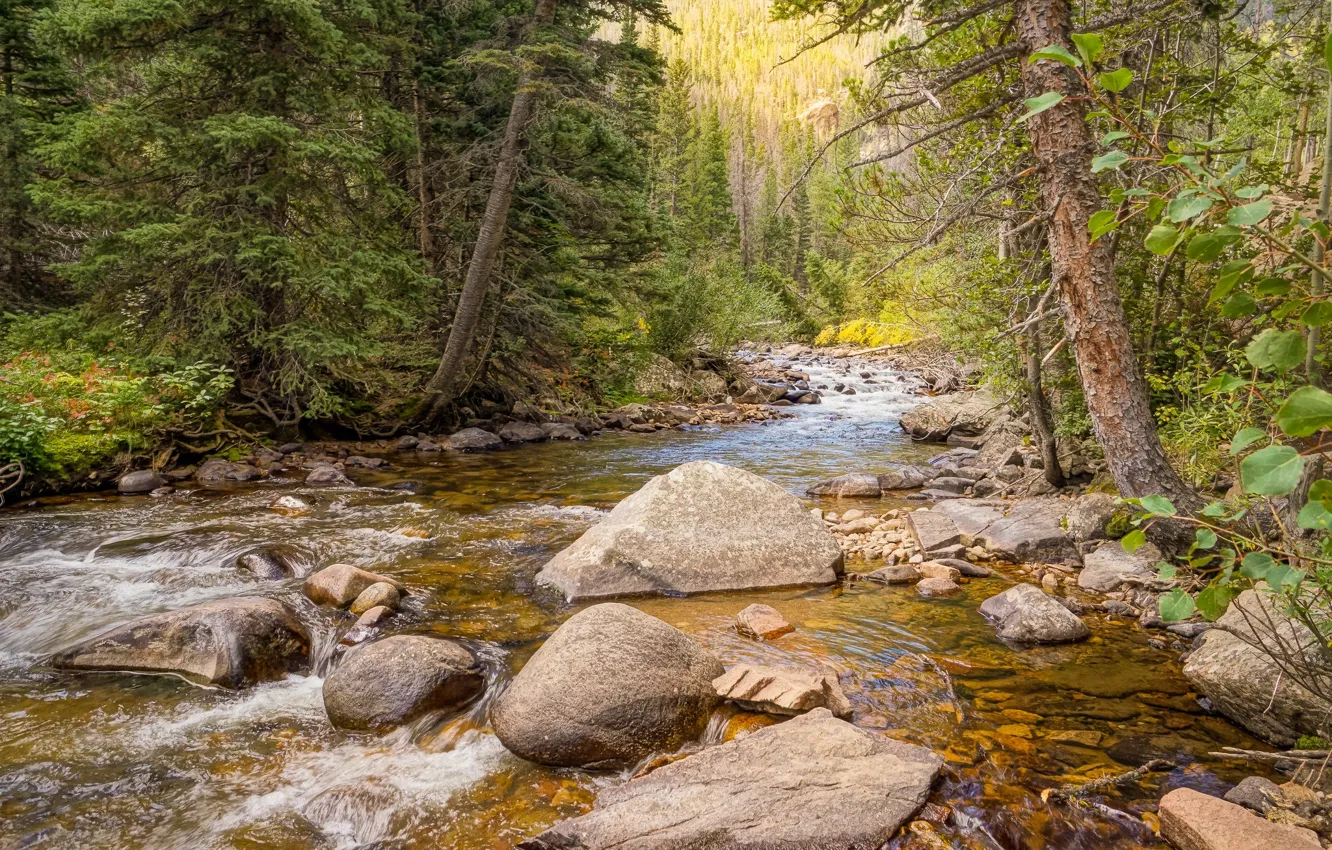 Photo wallpaper forest, trees, river, stones, National Park, Rocky Mountain