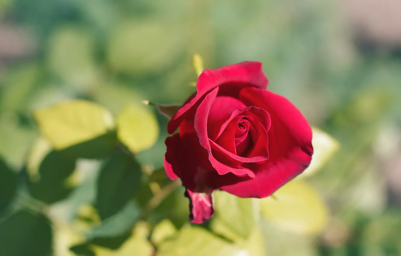 Photo wallpaper leaves, flowers, red, background, roses, buds, scarlet, bokeh