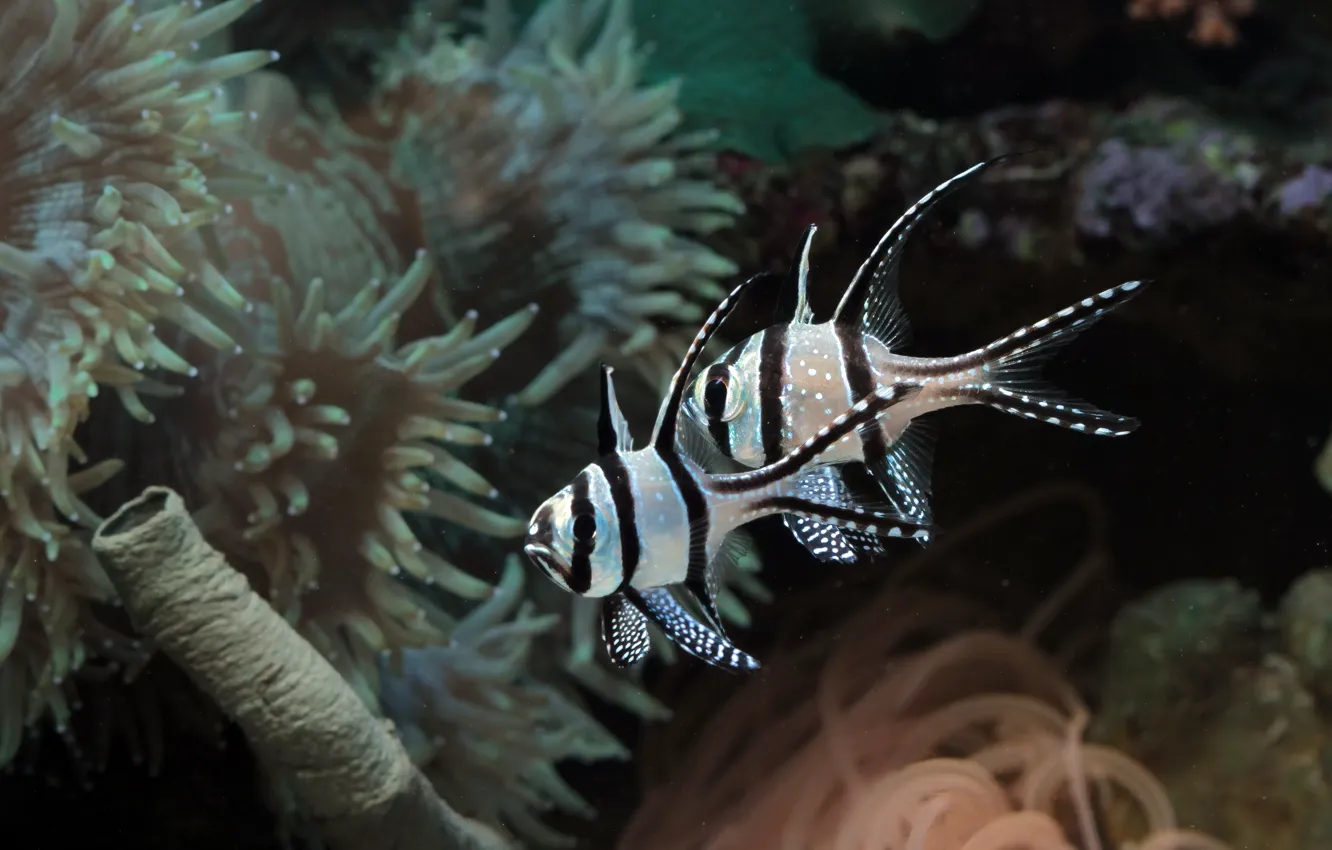 Photo wallpaper sea, water, fish, fish, corals, a couple, underwater world, two fish