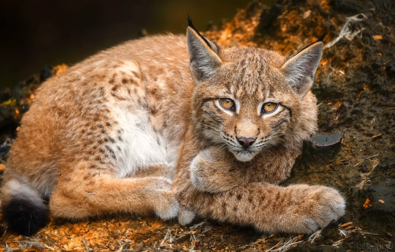 Photo wallpaper look, water, stay, lynx, ears