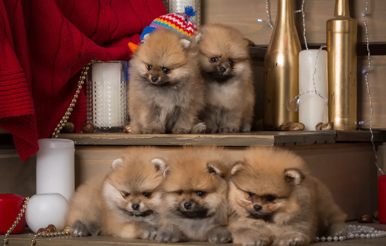 Photo wallpaper puppies, fluffy, kids, Spitz