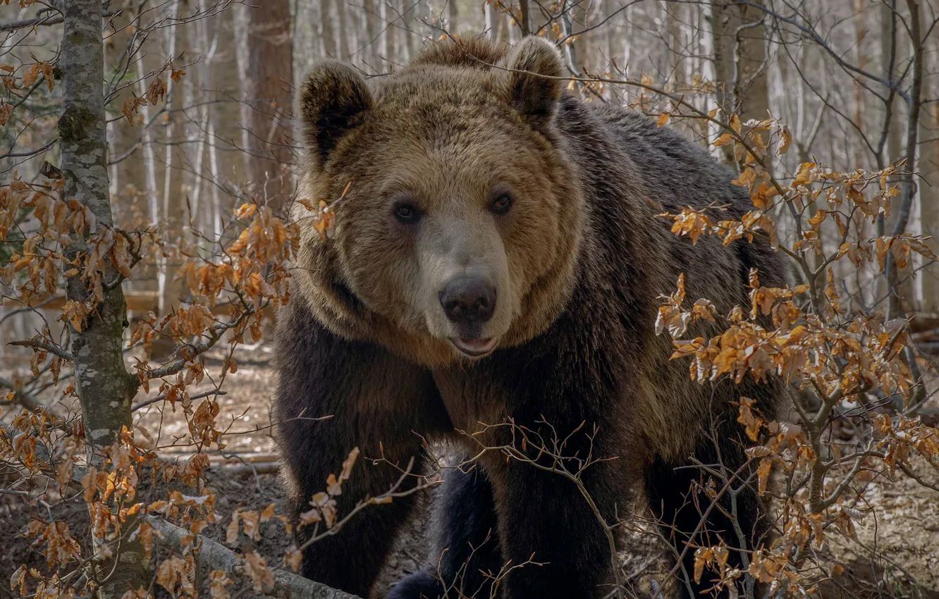Photo wallpaper forest, look, face, bear, the Bruins, Tatyana Voilokova