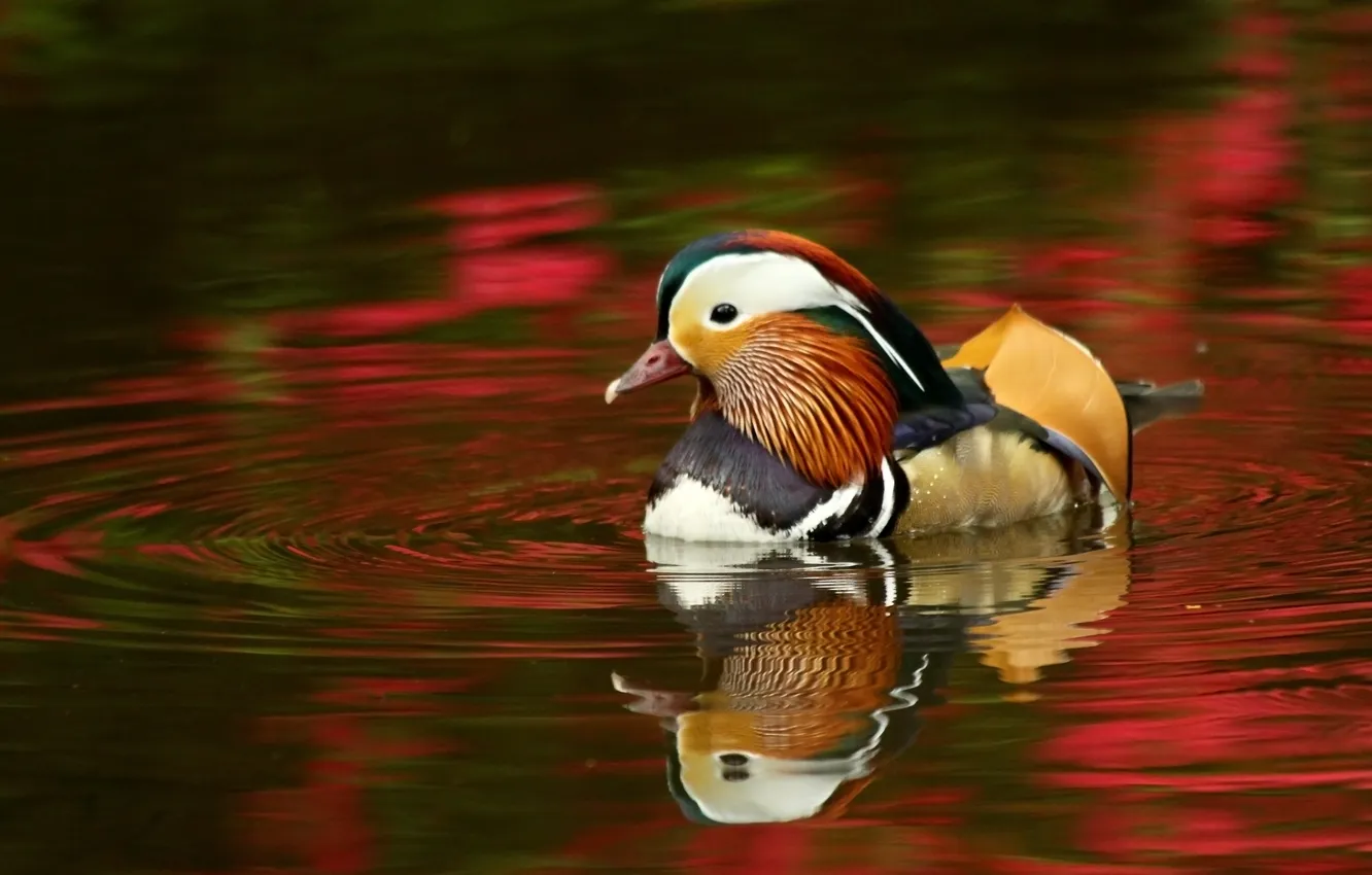Photo wallpaper water, reflection, duck, tangerine