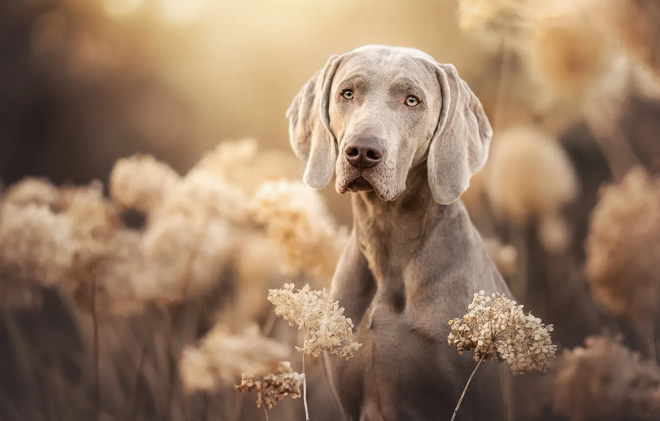 Photo wallpaper look, face, dog, The Weimaraner, Weimar pointer