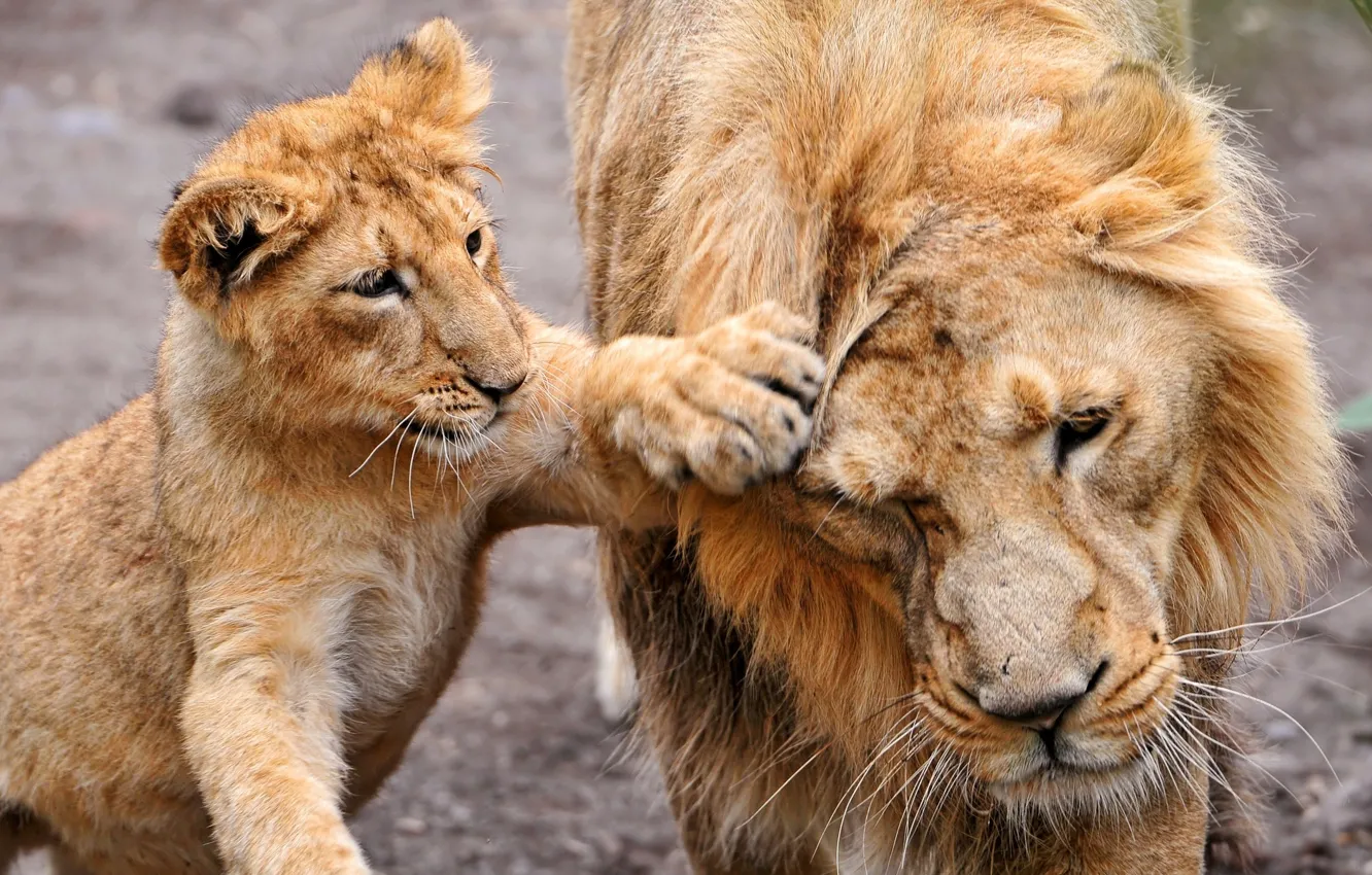 Photo wallpaper animals, Leo, lion
